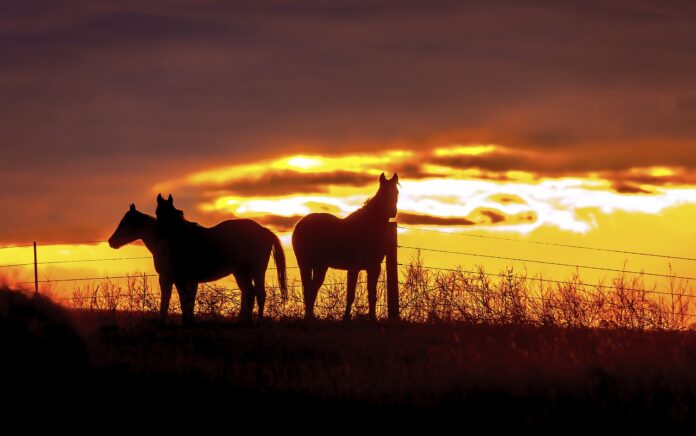 horses silhouettes at sunset