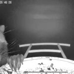 How to keep raccoons away from your bird feeder Raccoon visiting bird feeder