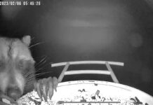 How to keep raccoons away from your bird feeder Raccoon visiting bird feeder