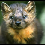 Pennsylvania farmers concerned about plan to reintroduce marten