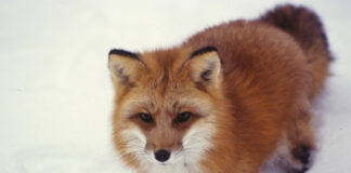 red fox
