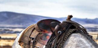 saddle on a horse