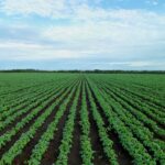 Soybeans’ big players looking to a bruising year ahead soybean field
