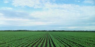 Soybeans’ big players looking to a bruising year ahead soybean field