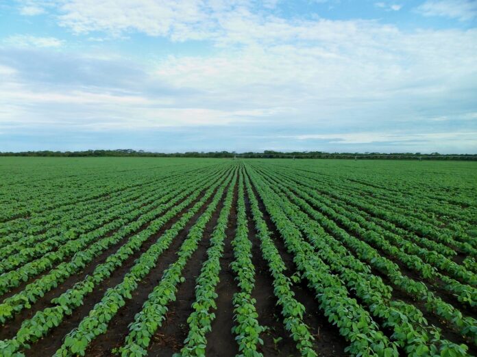 soybean field soybean field