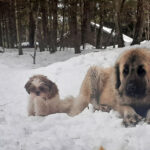 March musings on warm weather plans, pet dogs dogs in the snow