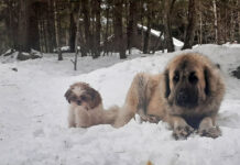 March musings on warm weather plans, pet dogs dogs in the snow