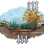 Managing stormwater at home can be easy How a rain garden works