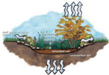 Managing stormwater at home can be easy How a rain garden works