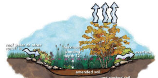 Managing stormwater at home can be easy How a rain garden works