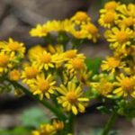 Spring management for winter annual cereal forages Cressleaf groundsel