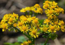 Spring management for winter annual cereal forages Cressleaf groundsel