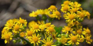 Cressleaf groundsel