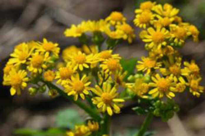 Cressleaf groundsel Cressleaf groundsel