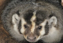 Badgers and coyotes sometimes hunt together Badger