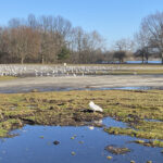 How to report sick, injured, orphaned or dead wildlife gulls