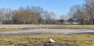How to report sick, injured, orphaned or dead wildlife gulls