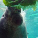 Former CEO of Columbus Zoo sentenced to prison for fraud a manatee in close up is eating a head of lettuce