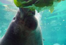 Former CEO of Columbus Zoo sentenced to prison for fraud a manatee in close up is eating a head of lettuce
