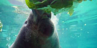 a manatee in close up is eating a head of lettuce