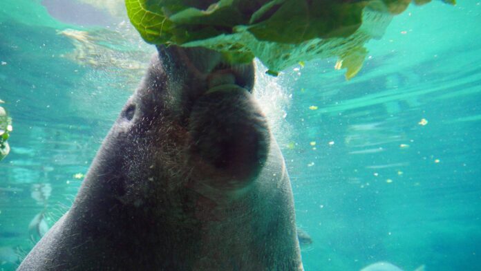 One ton manatee low rez a manatee in close up is eating a head of lettuce