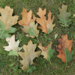 Oak wilt symptoms on oak leaves