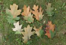 How to stop the spread of oak wilt disease this spring Oak wilt symptoms on oak leaves