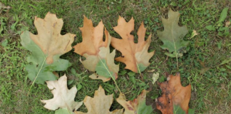 How to stop the spread of oak wilt disease this spring Oak wilt symptoms on oak leaves