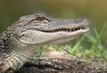 Sue you later, Alligator alligator