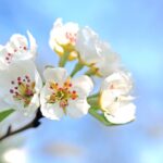Attend landscape, fruit tree pruning clinics in Mahoning County apple blossom