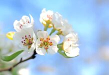 Attend landscape, fruit tree pruning clinics in Mahoning County apple blossom