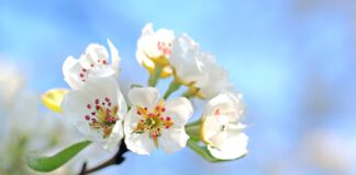 Attend landscape, fruit tree pruning clinics in Mahoning County apple blossom