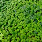 Walt’s Leprechaun clover