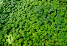 Walt’s Leprechaun clover