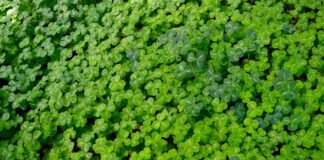 Walt’s Leprechaun clover