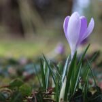 March reminds us of beautiful beginnings crocus
