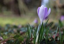 March reminds us of beautiful beginnings crocus