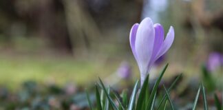 March reminds us of beautiful beginnings crocus