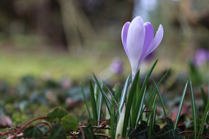 crocus