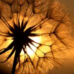The need for move on dandelion at sunset