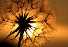 Cherish moments with those you love dandelion at sunset