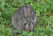 First fruits of the season cottontail rabbit