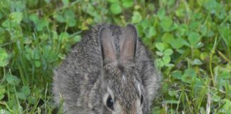 First fruits of the season cottontail rabbit