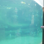 Former Columbus Zoo CFO pleads guilty in fraud case Two students look at a manatee in a large aquarium at the Columbus zoo