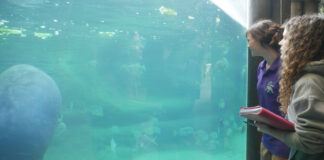 Two students look at a manatee in a large aquarium at the Columbus zoo
