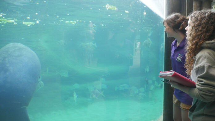 Two students look at a manatee in a large aquarium at the Columbus zoo