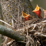 Keep wildlife wild, observe from a distance Robin nest