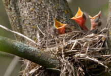 Keep wildlife wild, observe from a distance Robin nest