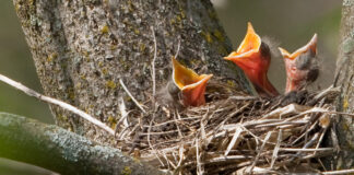 Keep wildlife wild, observe from a distance Robin nest
