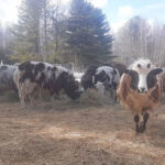 The bigger picture and patience in growing a farm’s pastures sheep